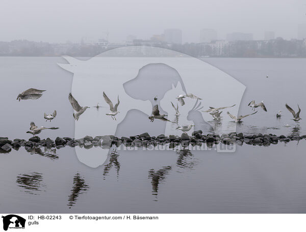 Mwen / gulls / HB-02243
