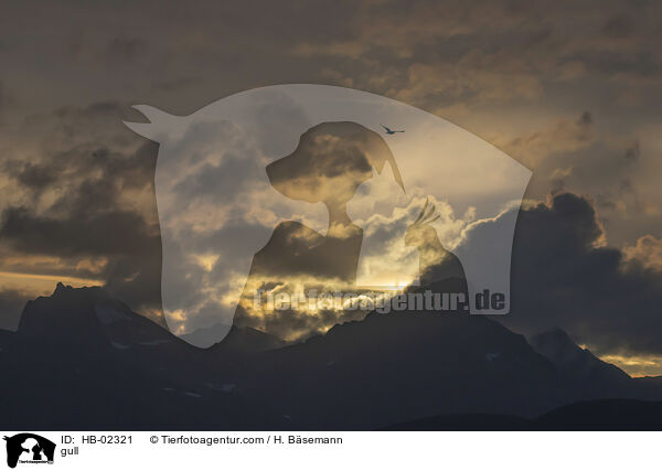 Mwe / gull / HB-02321