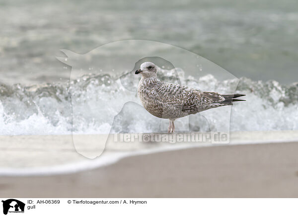 Mwe / gull / AH-06369