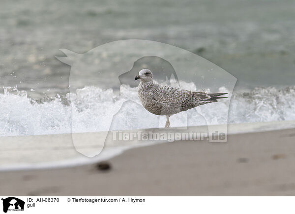 Mwe / gull / AH-06370