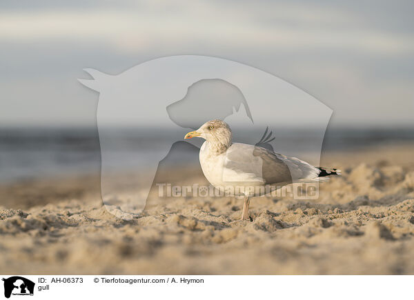 Mwe / gull / AH-06373