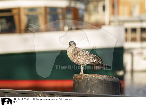 Mwe / gull / AH-07159