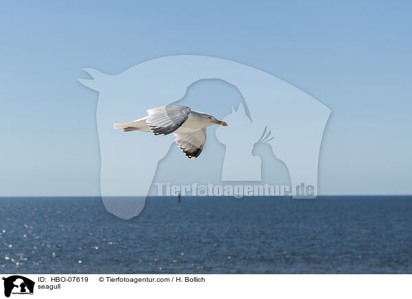 Mwe / seagull / HBO-07619