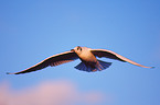 gull