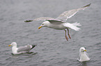 flying gulls