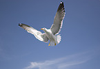 flying gull