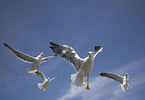 flying gulls