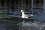 gull