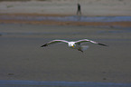 gull