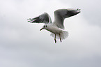 gull
