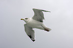 gull