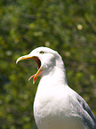 gull