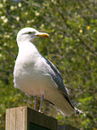 gull