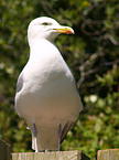 gull