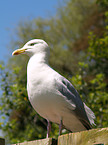 gull