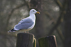 gull