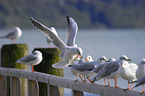 gulls