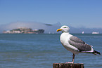 gull