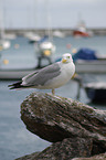 gull