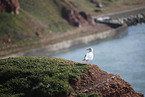 gull