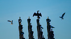 gulls and cormorant
