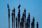 gulls and cormorant