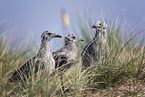 young Gulls