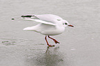 gull
