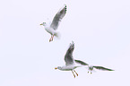 gull