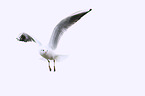 gull