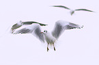 gull