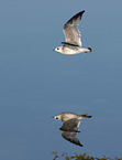 gull