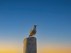 gull
