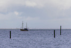 gulls