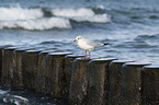 gull