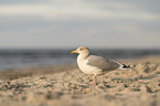 gull