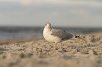 gull