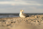 gull
