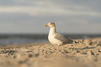 gull