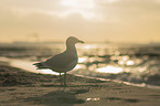 gull