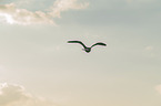 gull