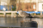 gull