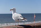 seagull
