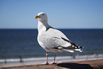 seagull