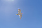seagull