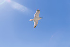 seagull