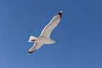 seagull