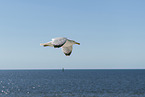 seagull