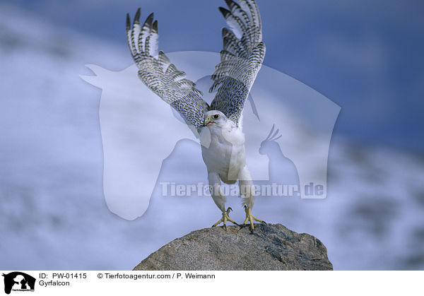Gyrfalcon / PW-01415