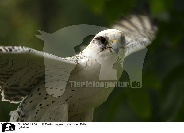 Gerfalke / gyrfalcon / AB-01256